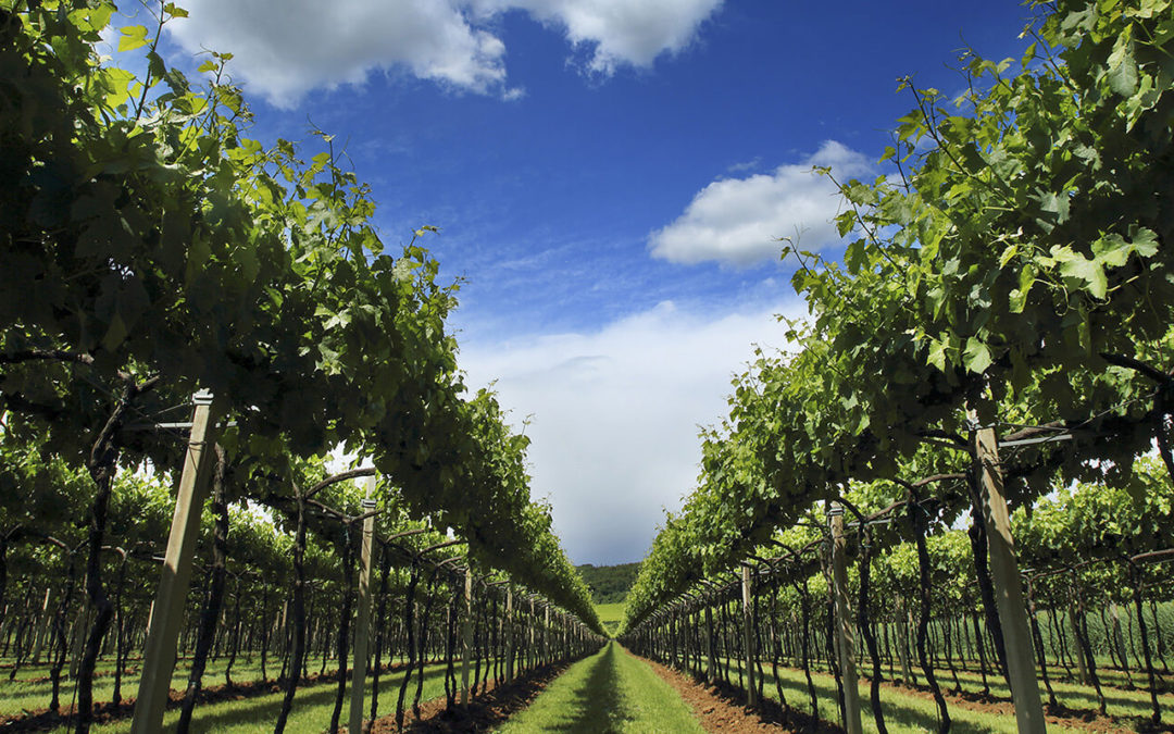 COLLI BERICI: IL LIBRO CHE RACCONTA IL CUORE VERDE DI VICENZA